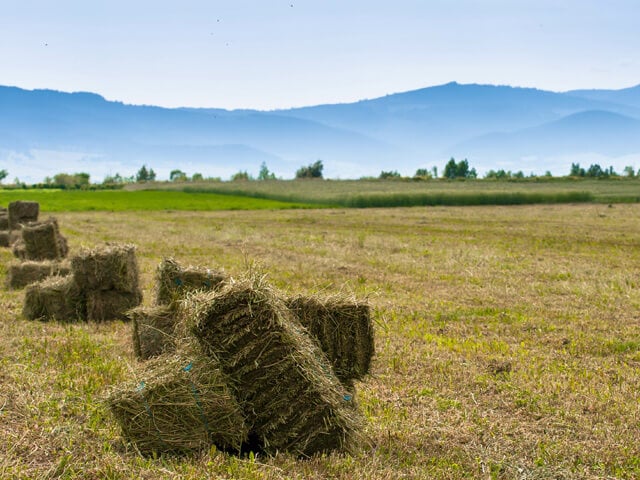 Hay Auction preview of hayfield